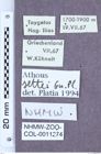 Etikett zu Athous settei (Guglielmi & Platia, 1985)